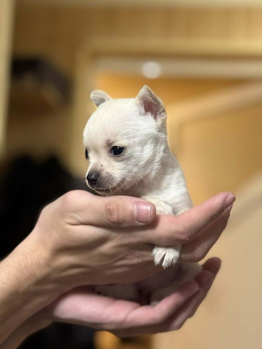 ПРОМО!!! Чихуаха