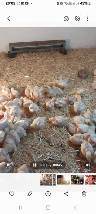 Продоется циплята бройлерные