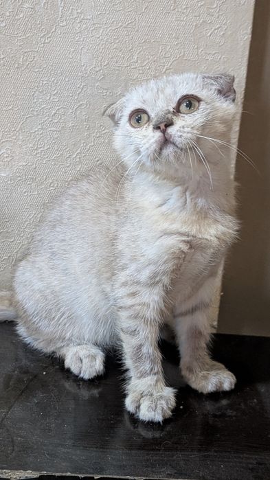Отдам в добрые руки котят