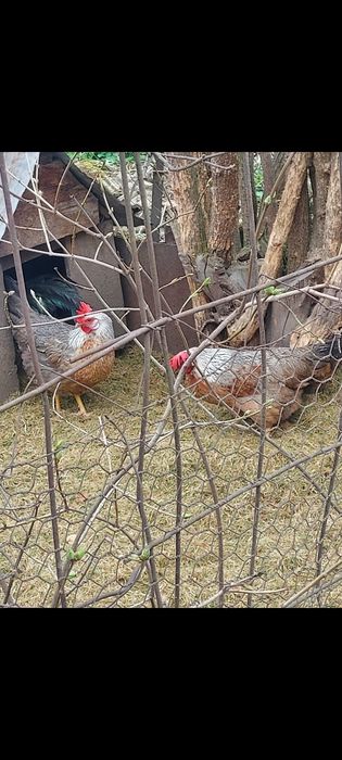 Vind ouă găini italiană de incubat