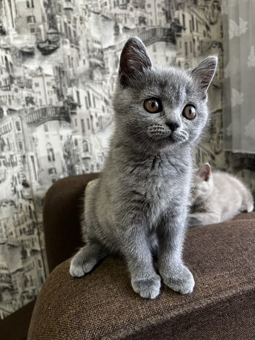 Британский голубой