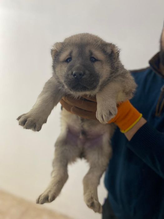 Продам САО Алабай