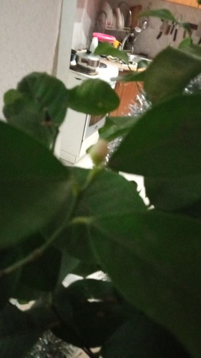 Продам лимоны плодоносящие