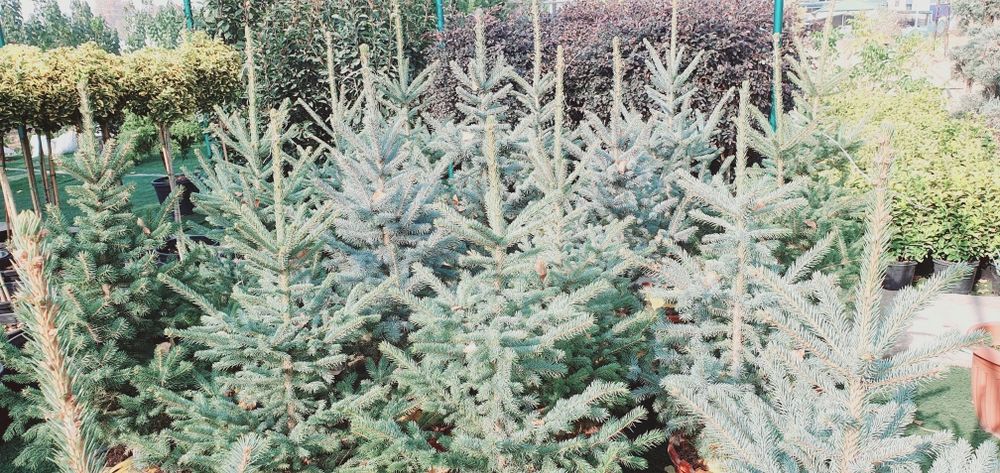 Галубаяел, Ёлка  Продается