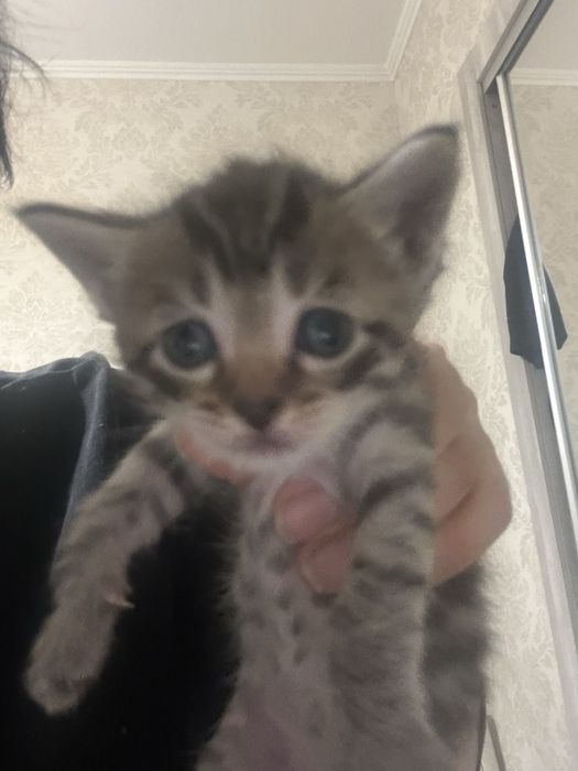Кошечка отдам в хорошие добрые руки