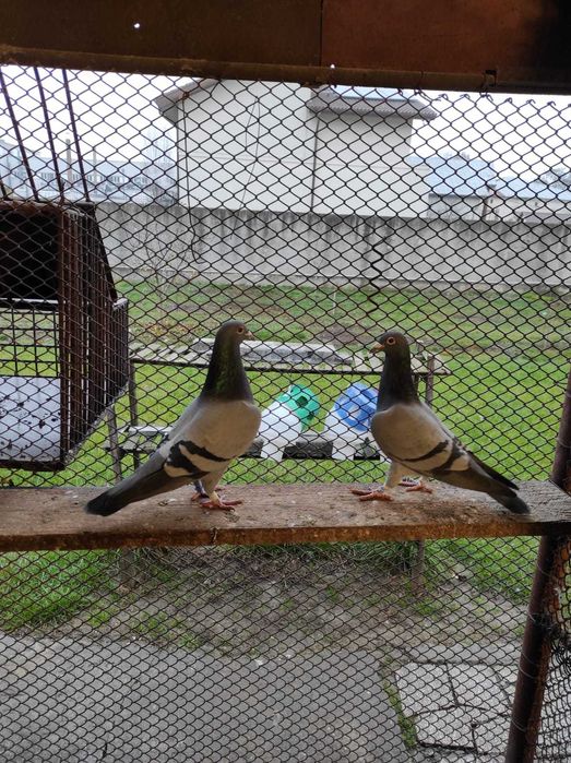 Porumbei voiajori, maraton extrem, pentru matca