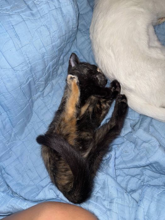 Котёнок-девочка 2 мясяца в добрые руки