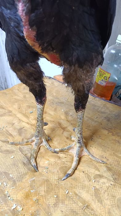 Продам боевого петуха