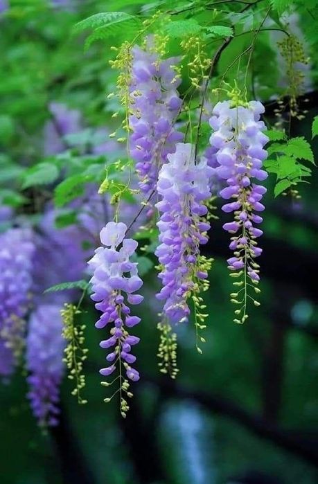 Wisteria (Glicina )