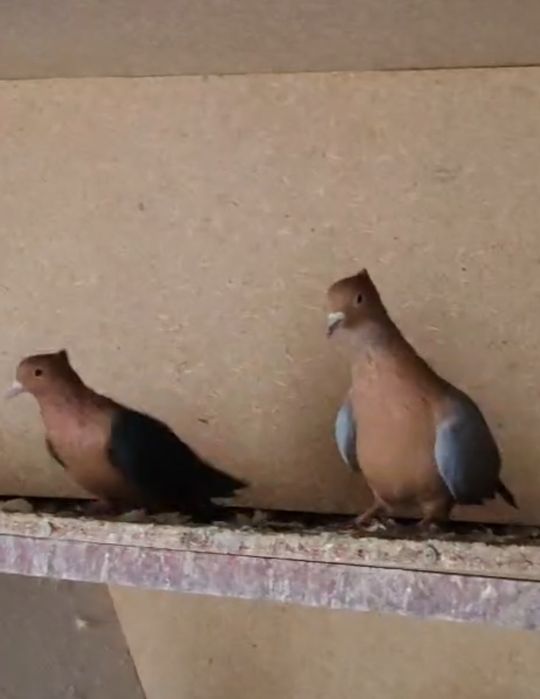 Голуби снегири продам