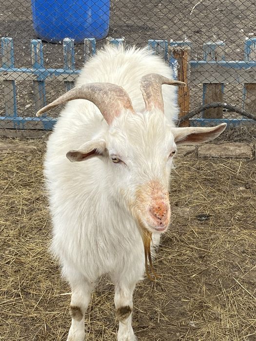 Продам заненскую козёл