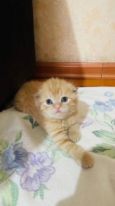 Катята пародастый продаю срочно