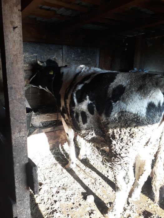 Vaca baltata romaneasca -gestanta