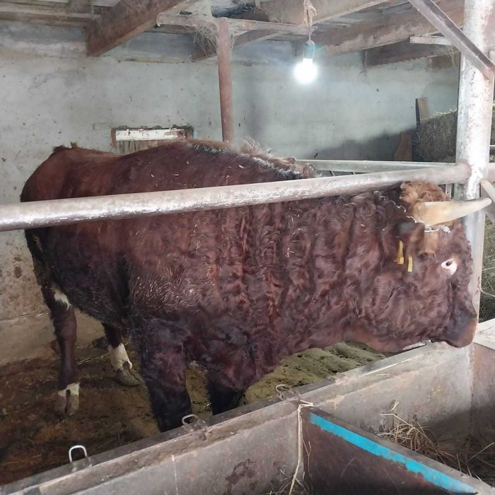 продам быка большого