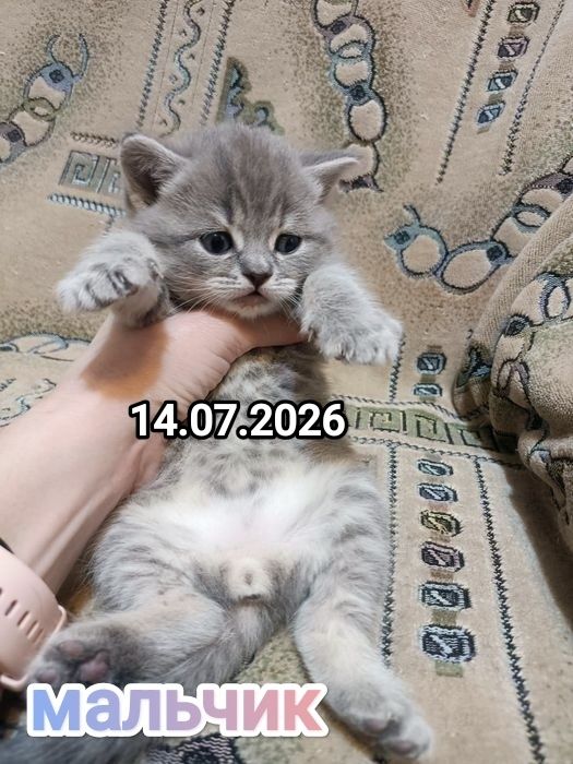 Британские котята