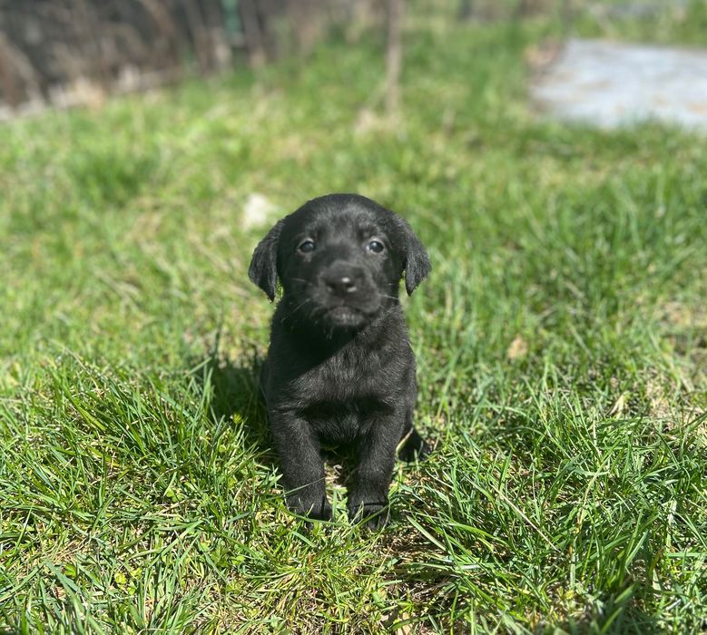 Metis Labrador spre adopție