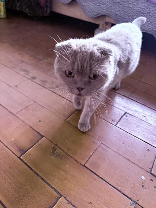Котята вислоухие