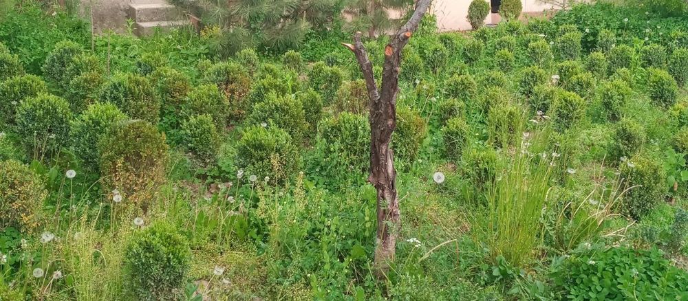 Qirim sasna, shamshod, piramida dub, kashtan