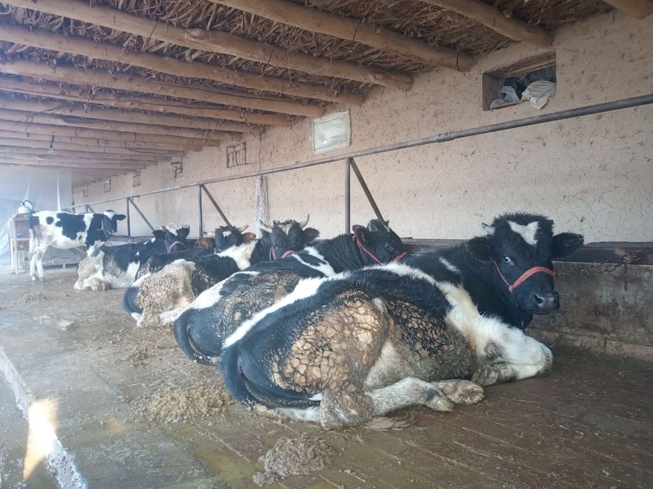 12 сотох мини ферма хамда уй 10 хонали хамма шароити бор газ,свет,сув