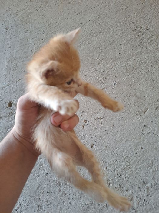 Отдам в хорошие руки котят