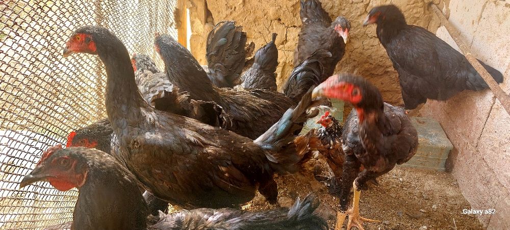 Qora shaxzoda tovuqlari