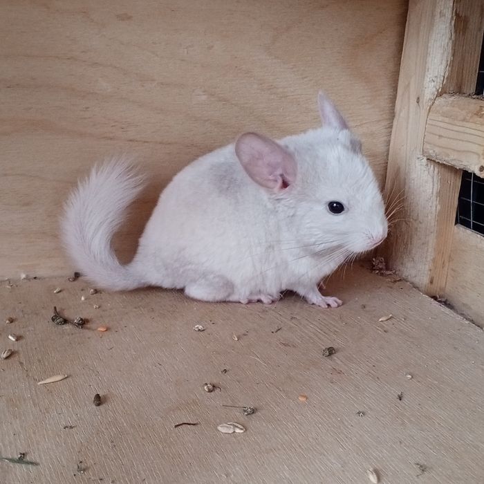 Бронь на мальчика шиншиллу