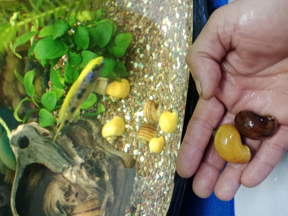 Улитки для аквариума
