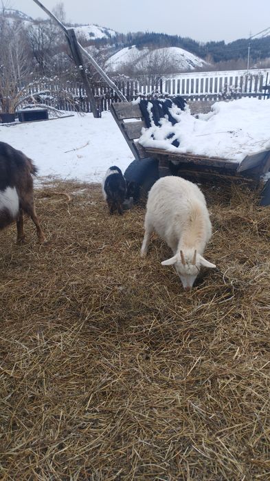 Козы молодняк прошлого года