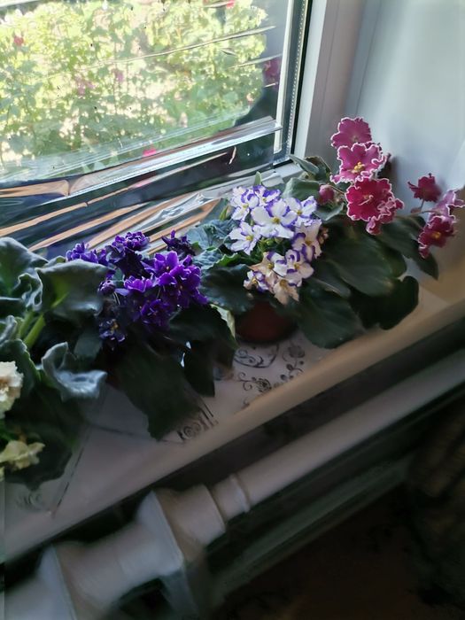 Домашние цветы фиалки