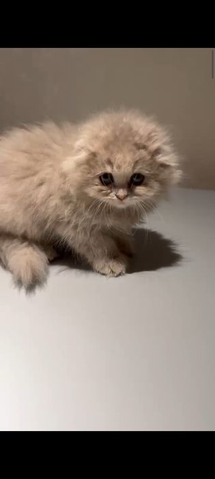 Скотиш фолд сотилади