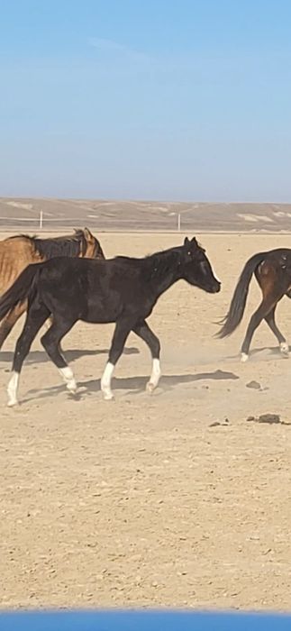 Жабағы Карабайыр тұқымы