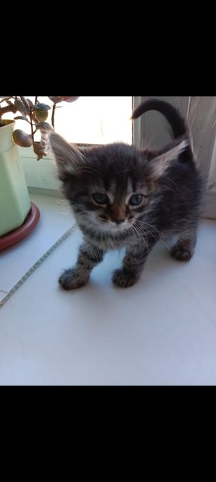 Отдам в добрые руки