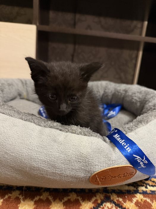 Отдам котенка в добрые руки!