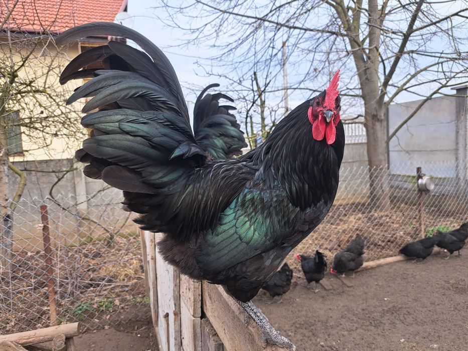 Vând cocoși australorp negri