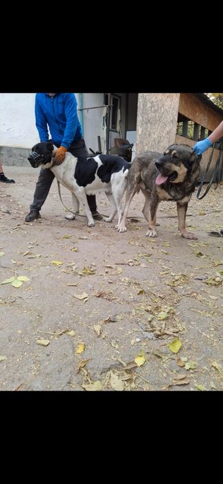 Продам щенка алабай девочка