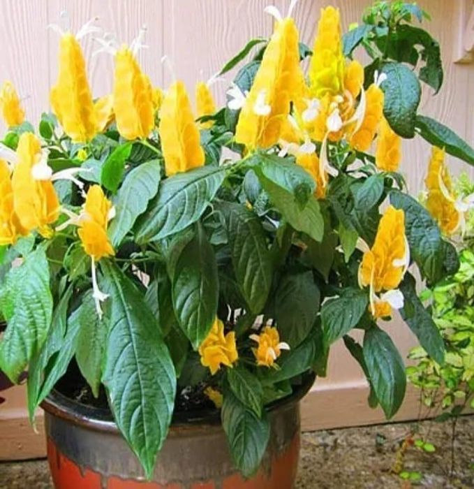 Продам деток Пахистахиса