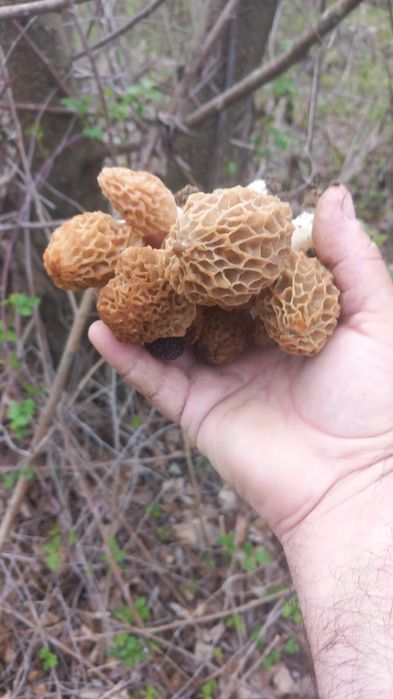 Disponibili Zbarciogi