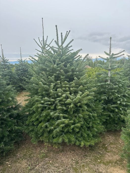 Vând plante ornamentale și livrez la preț mic