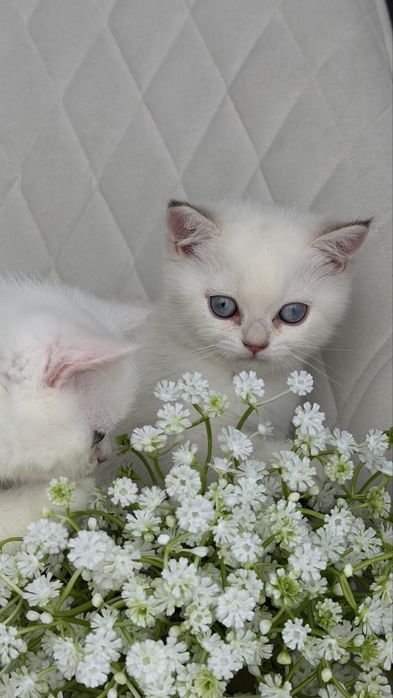 Британец мальчик 2 месяца