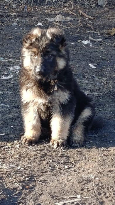 Щенок немецкой овчарки