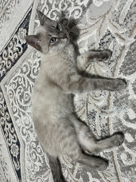 Кот в добрые руки/ бесплатно