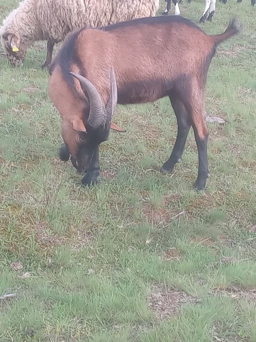 Vând sau schimb ṭap alpine francez de 1 an