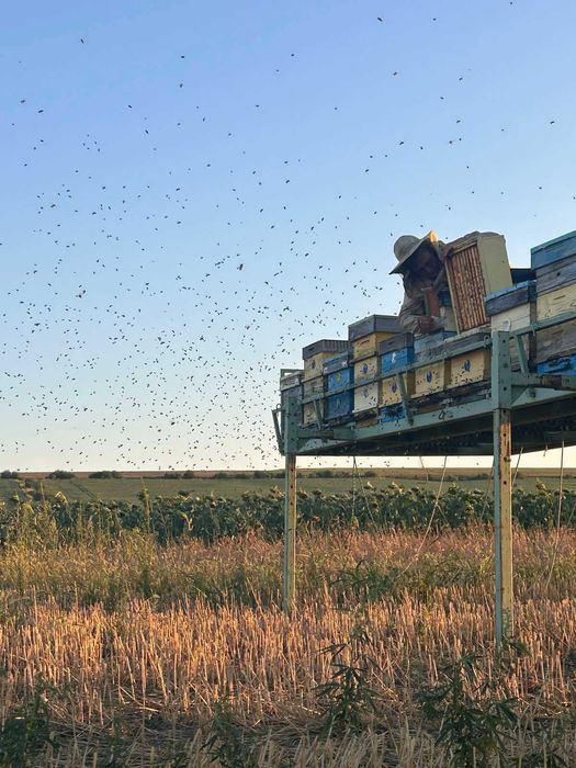 Пчелни отводки (Малки пчелни семейства)
