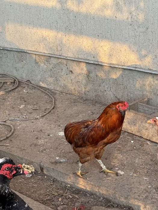 Vand cocosi araucana