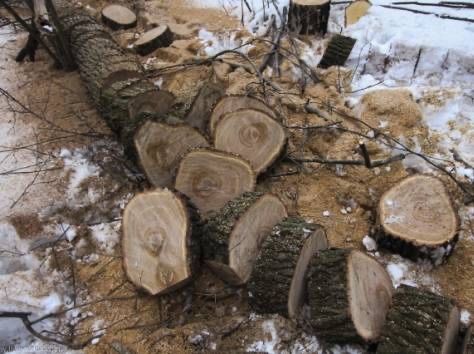 Спил деревьев, вырубка деревьев