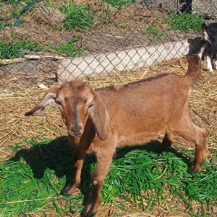 Iezi de vanzare preț 25 lei kg