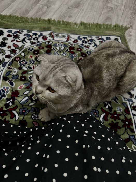 Шотландская вислоухая (Scottish fold)