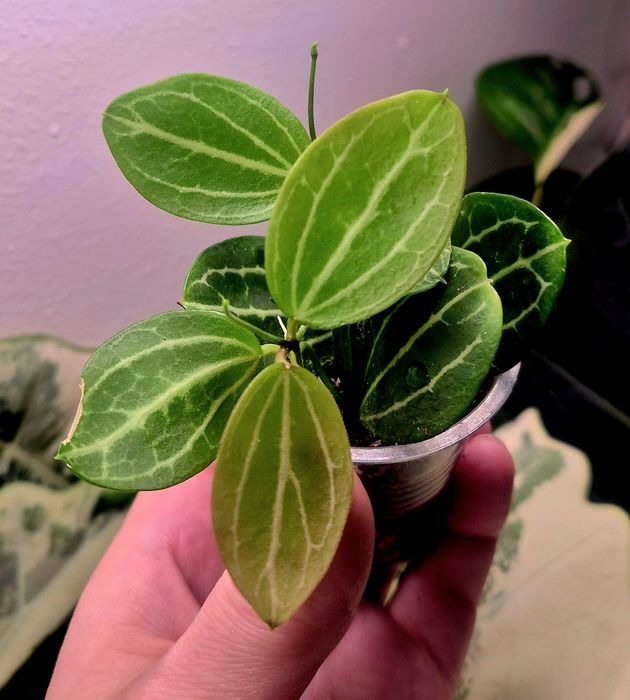 Продам Дисхидии  овата и иоланта