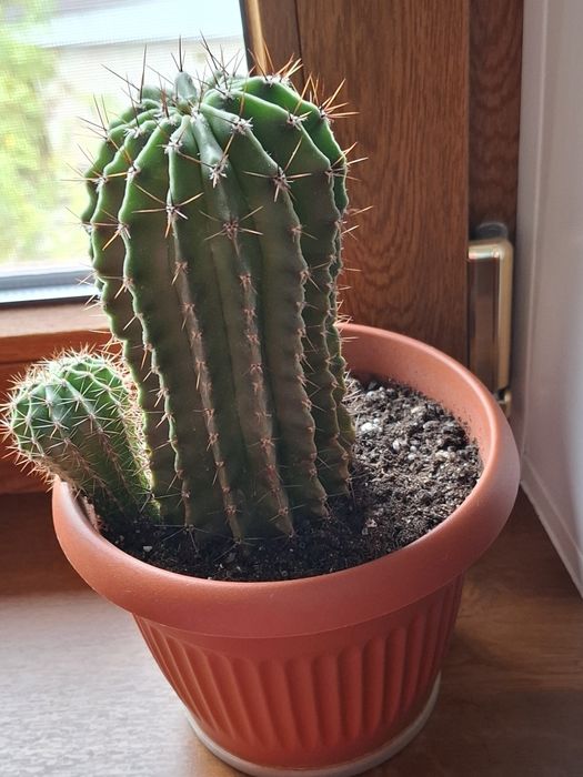 Кактус взрослый с деткой