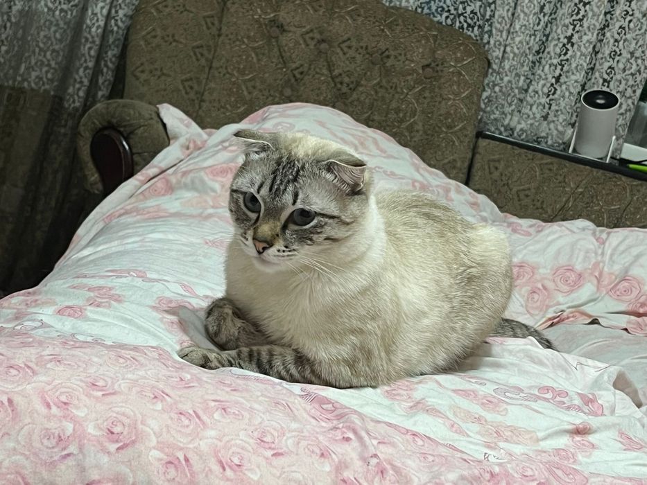 Шотландский вислаухий кот